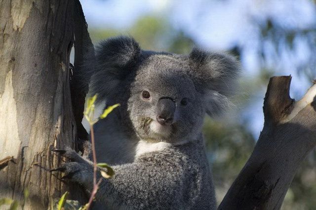 CIRCUIT MOSAIQUE AUSTRALIENNE ET OUVERTURE SUR LE SUD pas cher photo 3