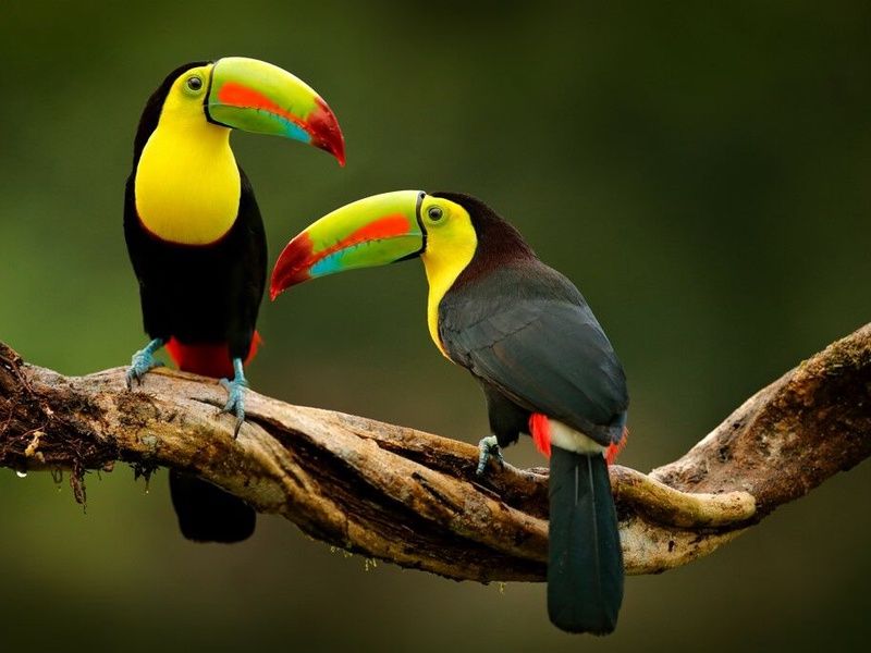 Autotour Costa Rica Pura Vida et Naturaleza pas cher photo 4