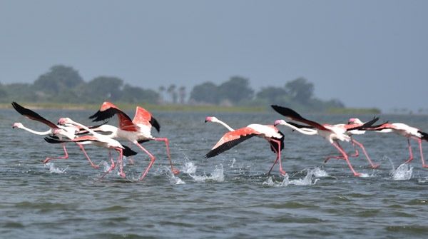 Circuit Privatif Du Siné Saloum aux Plages de la Petite Cote pas cher photo 39