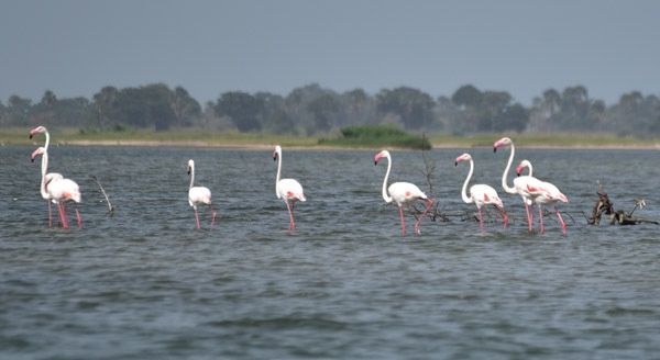 Circuit Privatif Du Siné Saloum aux Plages de la Petite Cote pas cher photo 40