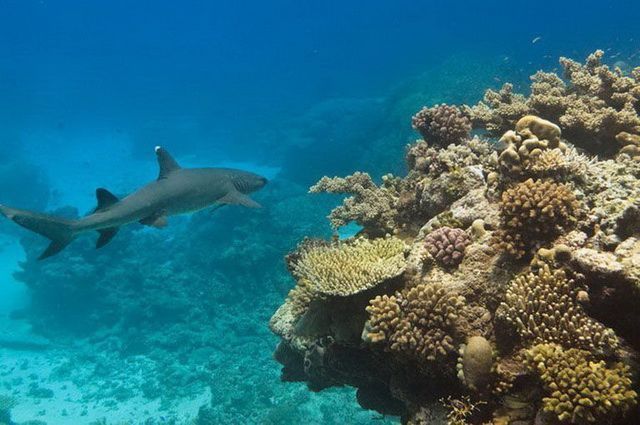 CIRCUIT LES ESSENTIELS DE L'AUSTRALIE pas cher photo 9