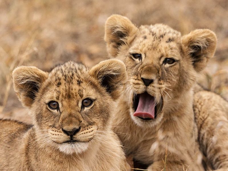 Circuit Regard sur l'Afrique Sud, du Cap au Parc Kruger pas cher photo 3