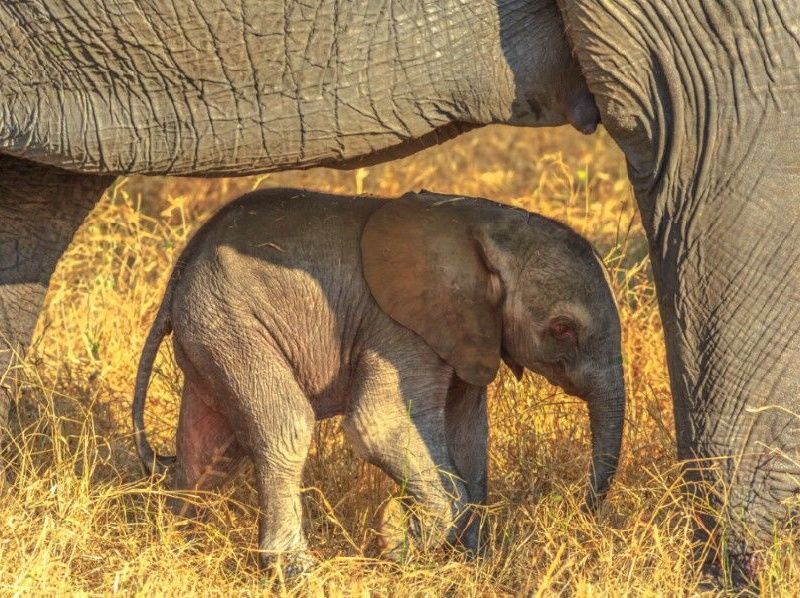 Circuit Regard sur l'Afrique Sud, du Cap au Parc Kruger pas cher photo 4