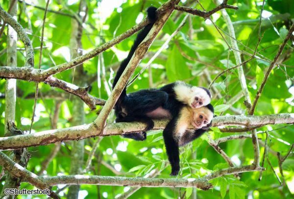 Circuit Costa Rica, où la nature prend vie sans balnéaire pas cher photo 2