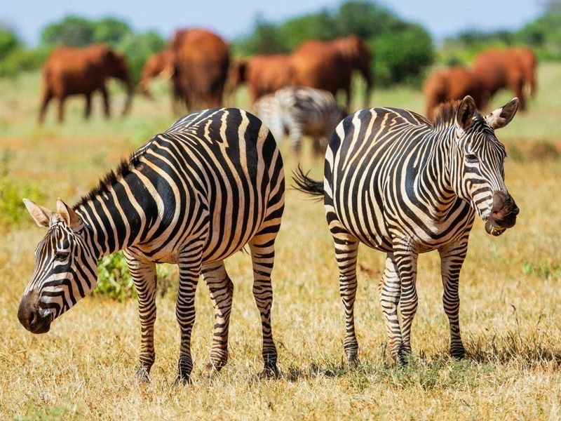 Circuit Regard sur le Kenya, le grand safari pas cher photo 1
