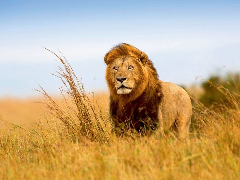 Circuit Regard sur le Kenya, le grand safari pas cher photo 5