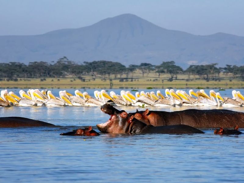 Circuit Regard sur le Kenya, le grand safari et plage de Diani pas cher photo 1