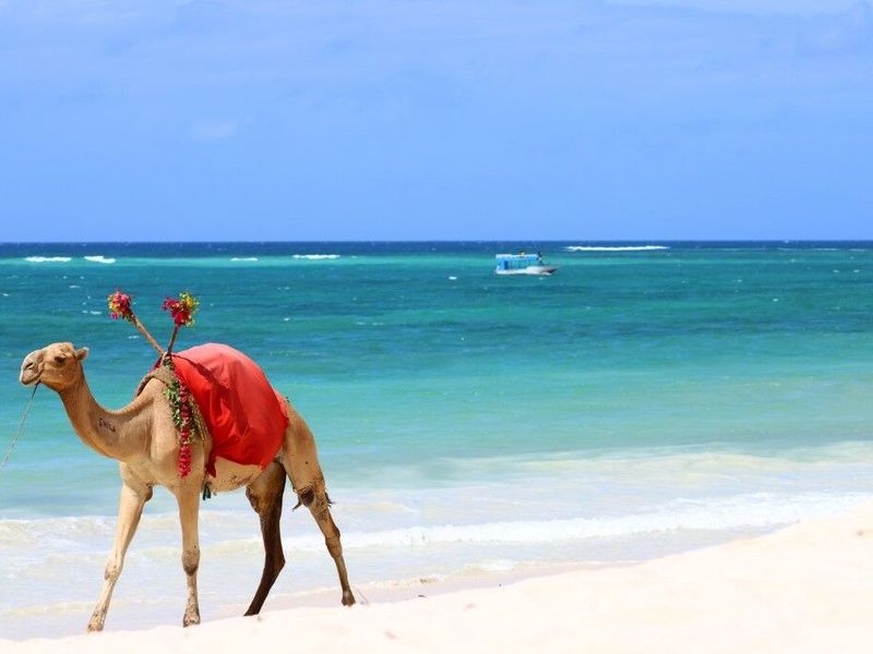 Circuit Regard sur le Kenya, le grand safari et plage de Diani pas cher photo 3