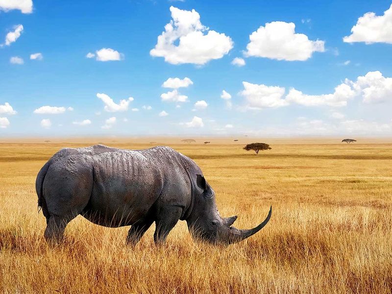 Circuit Safari authentique pas cher photo 1