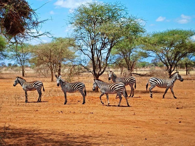 Circuit Safari authentique pas cher photo 8