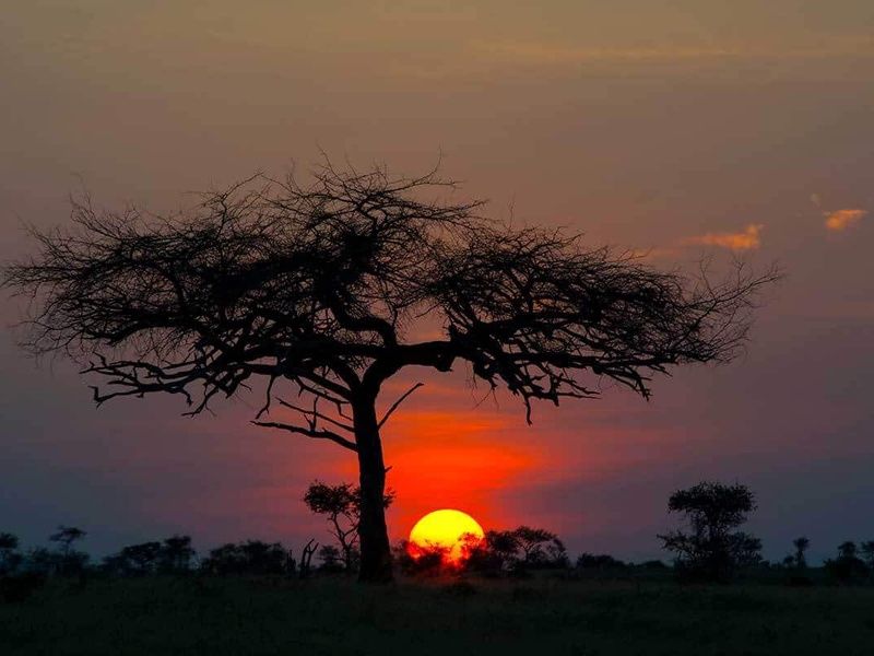 Circuit Safari authentique pas cher photo 11