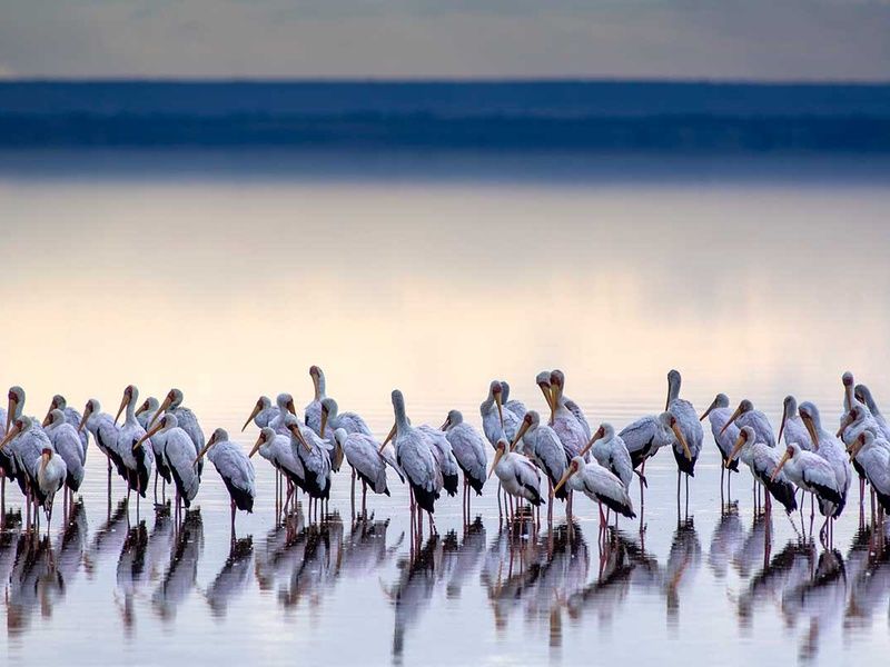 Circuit Safari authentique pas cher photo 5