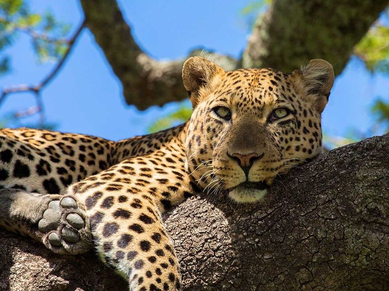 Circuit Safari authentique pas cher photo 13