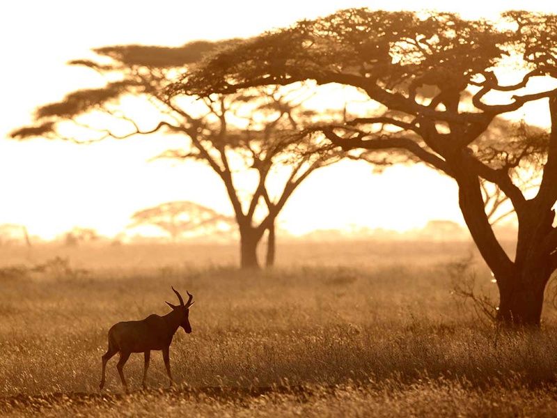 Circuit Safari authentique pas cher photo 7