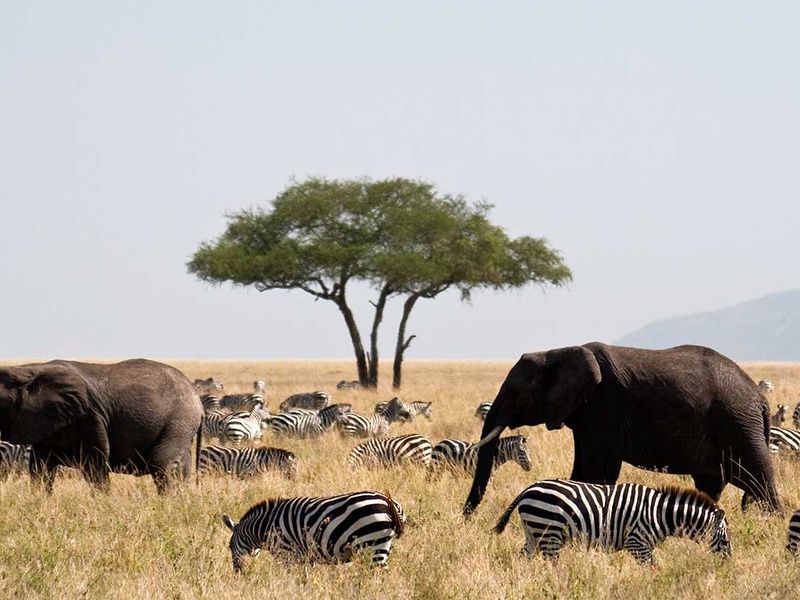 Circuit Safari authentique pas cher photo 12