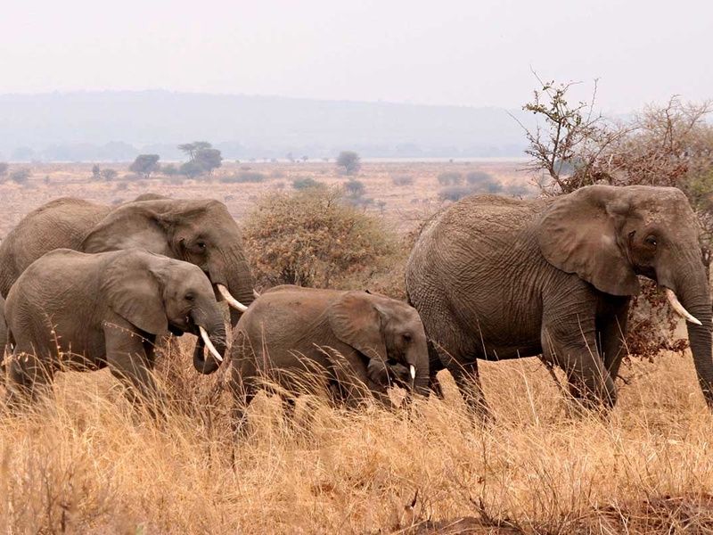 Circuit Safari authentique pas cher photo 9