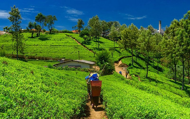 Circuit Les Incontournables du Sri Lanka et Extension Anantaya Resort & Spa 5*nl pas cher photo 2