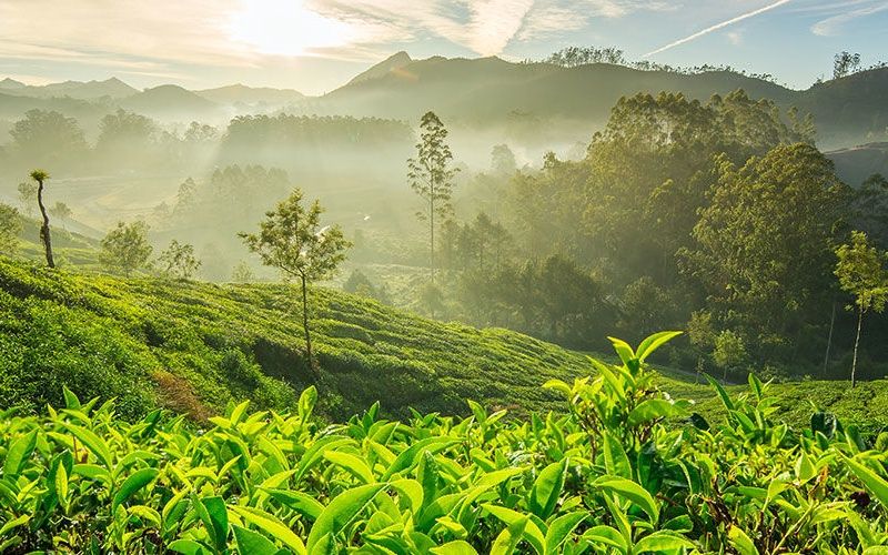 Circuit Les Incontournables du Sri Lanka et Extension Anantaya Resort & Spa 5*nl pas cher photo 15