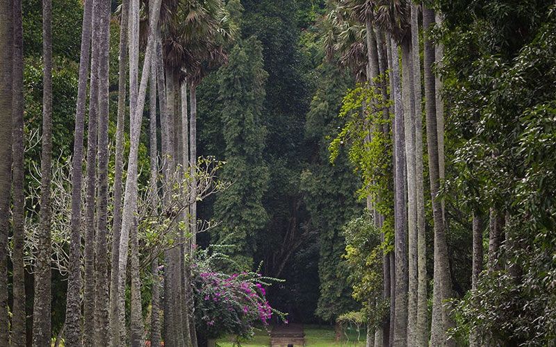 Circuit Les Incontournables du Sri Lanka et Extension Anantaya Resort & Spa 5*nl pas cher photo 25