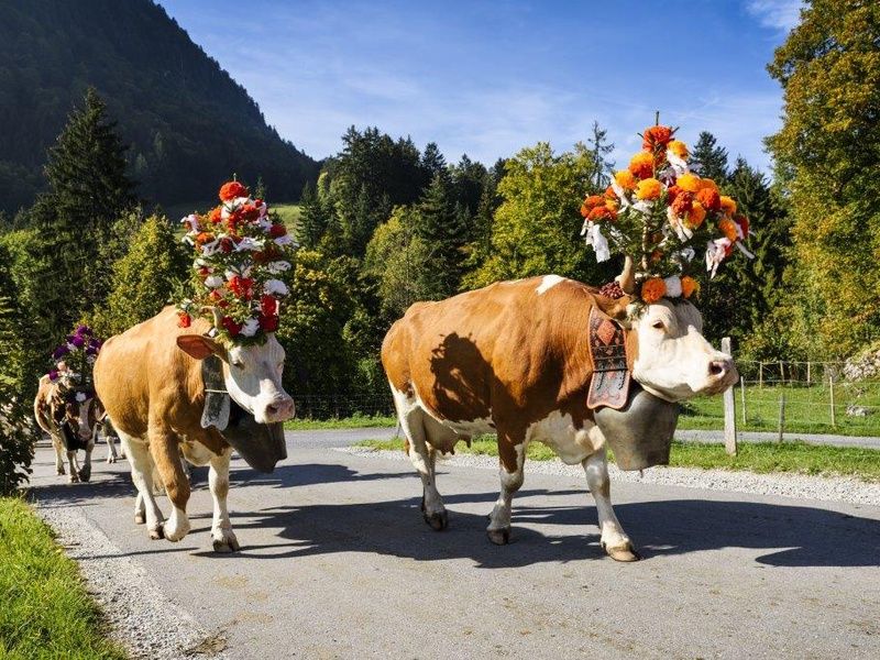 Vorarlberg, Tyrol et Fête de la Transhumance, Région Sud-Ouest pas cher photo 2