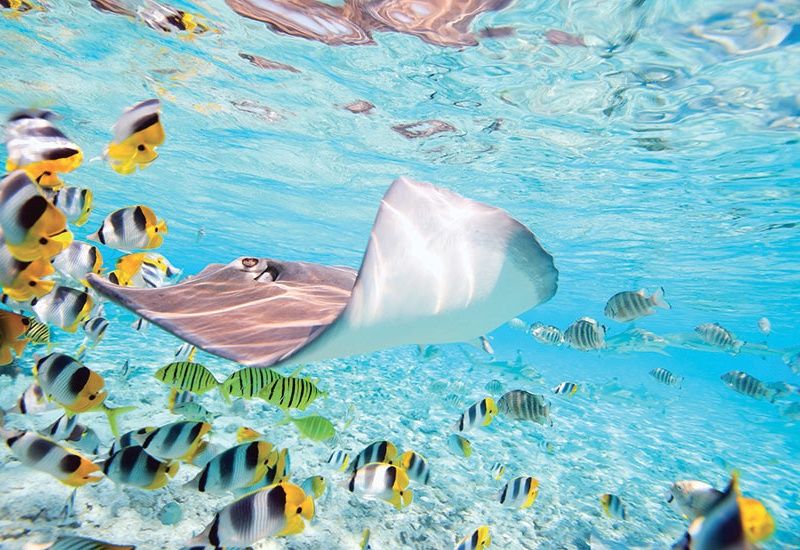 Circuit Divine Polynésie, de Tahiti à Bora Bora pas cher photo 5