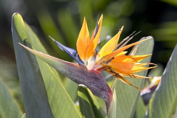 Circuit Tour Canario 4* pas cher photo 12