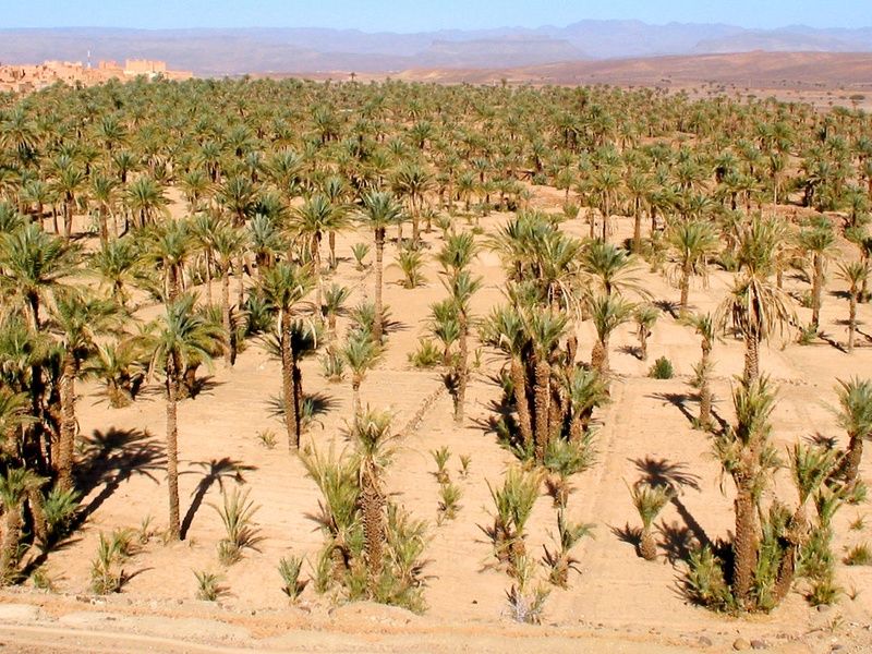 Circuit Coralia Le Sud Marocain en 4x4 & Extension Club Coralia Marrakech 4* pas cher photo 15