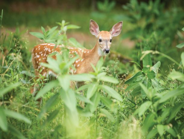 Circuit Fascinant Canada pas cher photo 14