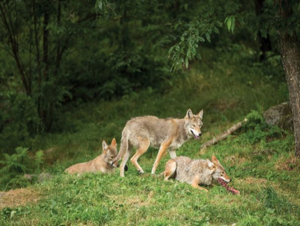 Circuit Fantastique Canada pas cher photo 28