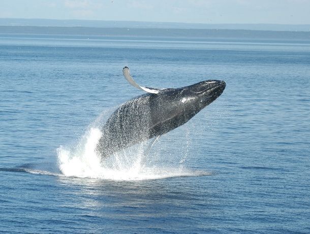 Circuit Fantastique Canada pas cher photo 40