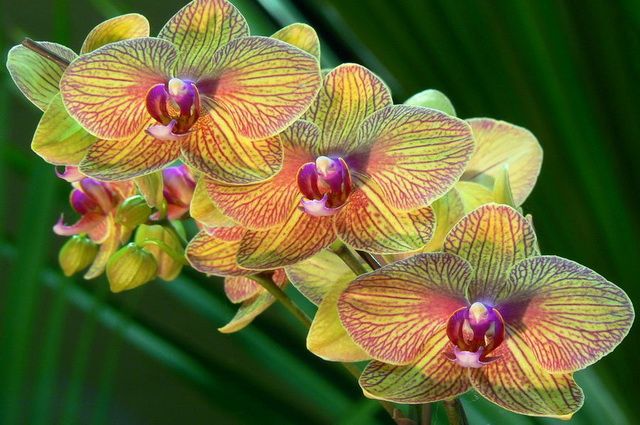 Circuit La Péninsule Etincelante et extension Langkawi 4* pas cher photo 6