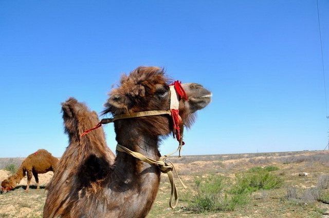 Circuit La Grande Traversée de l'Asie Centrale : Ouzbékistan, Kazakhstan, Kirghizistan pas cher photo 24