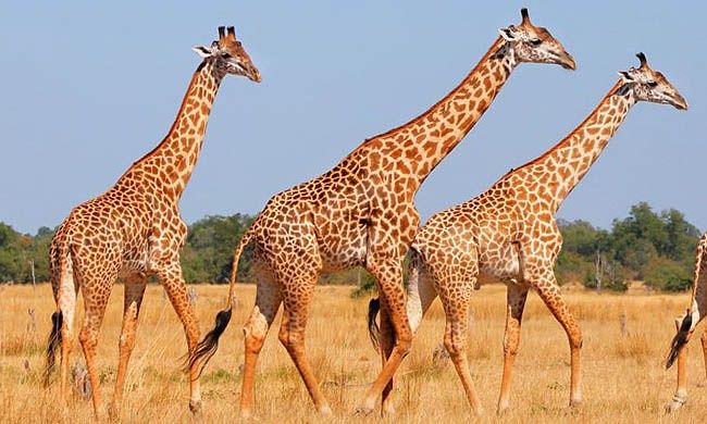 Autotour DU CAP AUX PARCS D'AFRIQUE DU SUD pas cher photo 1