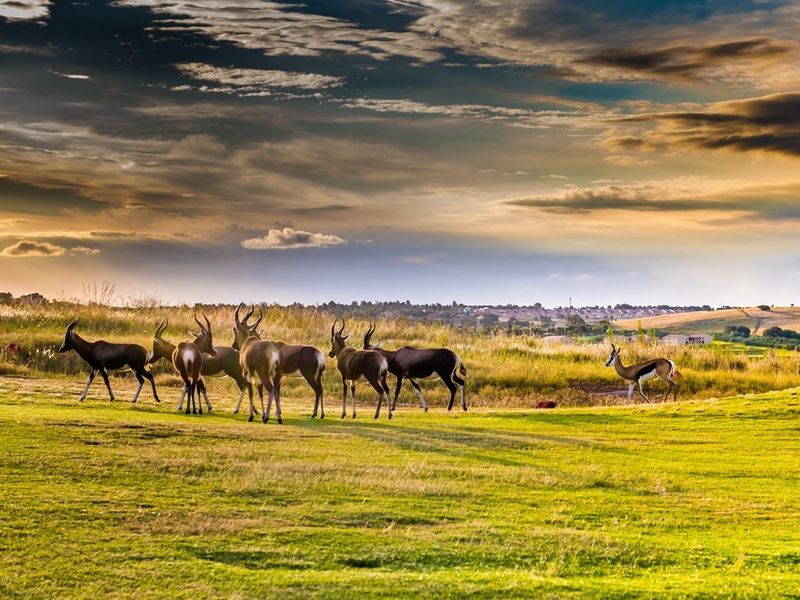 Circuit Safari Dream, Chutes Victoria & Parc Chobe pas cher photo 1