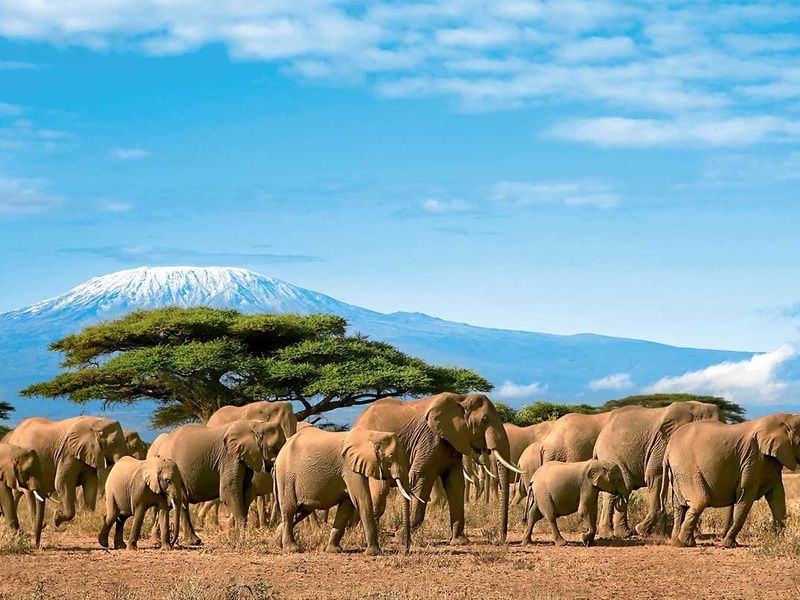 Circuit Safari Kilimandjaro 4* pas cher photo 1
