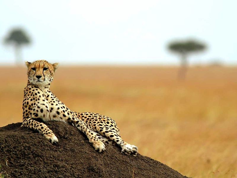 Circuit Safari Kilimandjaro 4* pas cher photo 3