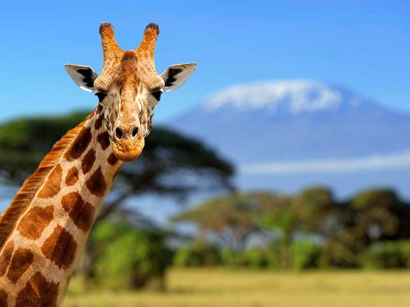 Circuit Safari Kilimandjaro 4* pas cher photo 10