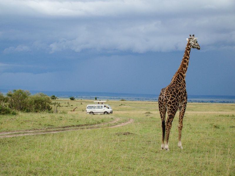 Combiné Safari Hakuna Matata et Jacaranda Indian Ocean Beach Hotel 4* pas cher photo 2