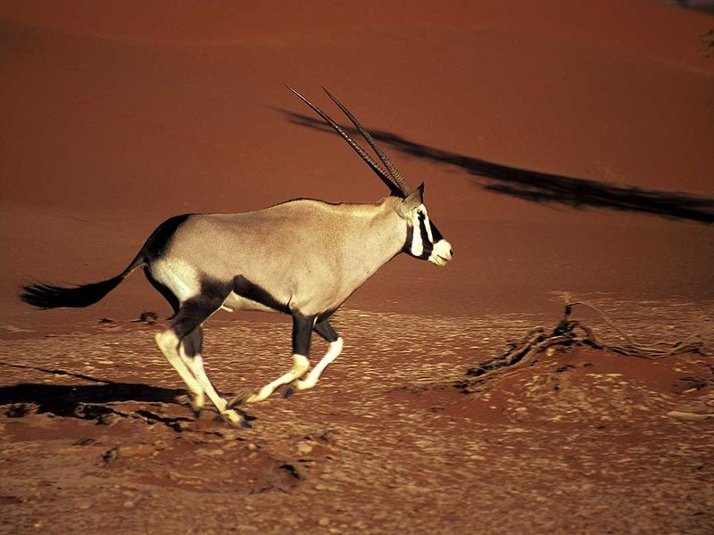 Circuit Visage de Namibie pas cher photo 5