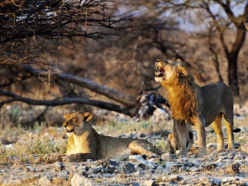 Circuit Trésors d'Afrique australe pas cher photo 12