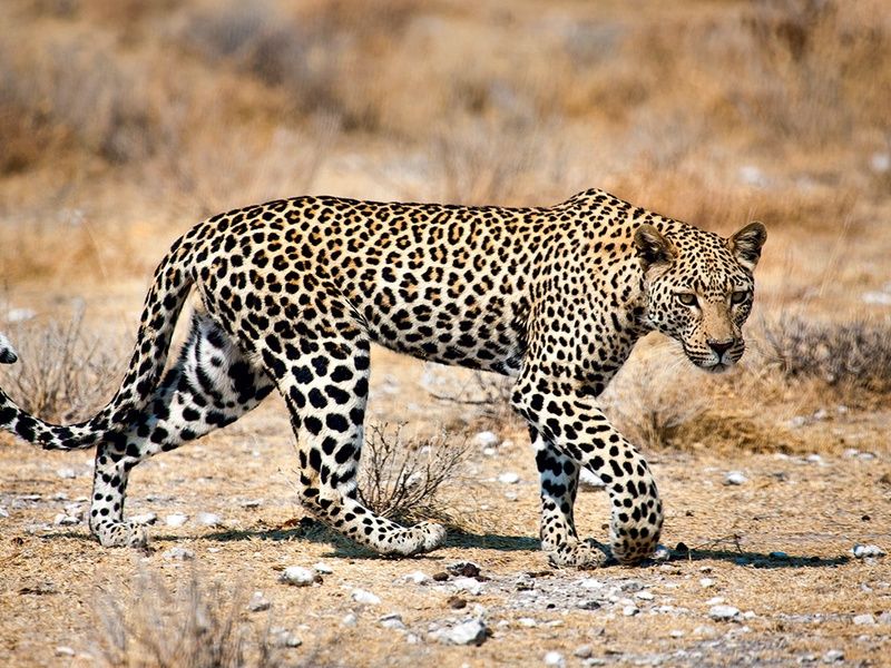 Circuit Trésors d'Afrique australe pas cher photo 19