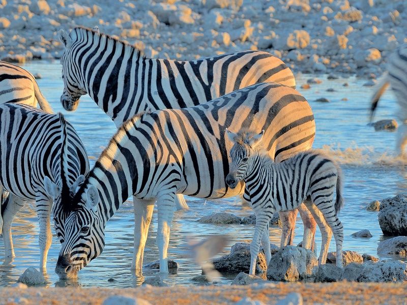 Circuit Trésors d'Afrique australe pas cher photo 15