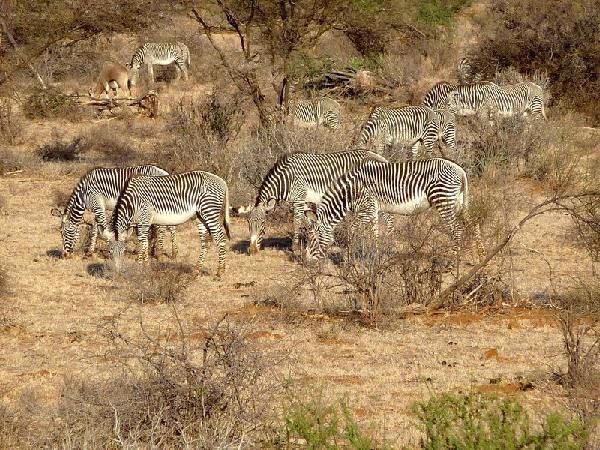 Safari Evasion Sauvage en Tanzanie pas cher photo 13