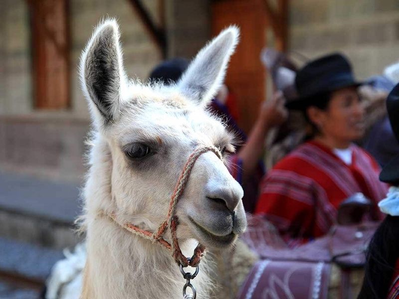 Circuit Pérou andin (Informations passeport obligatoire dès la réservation) pas cher photo 16