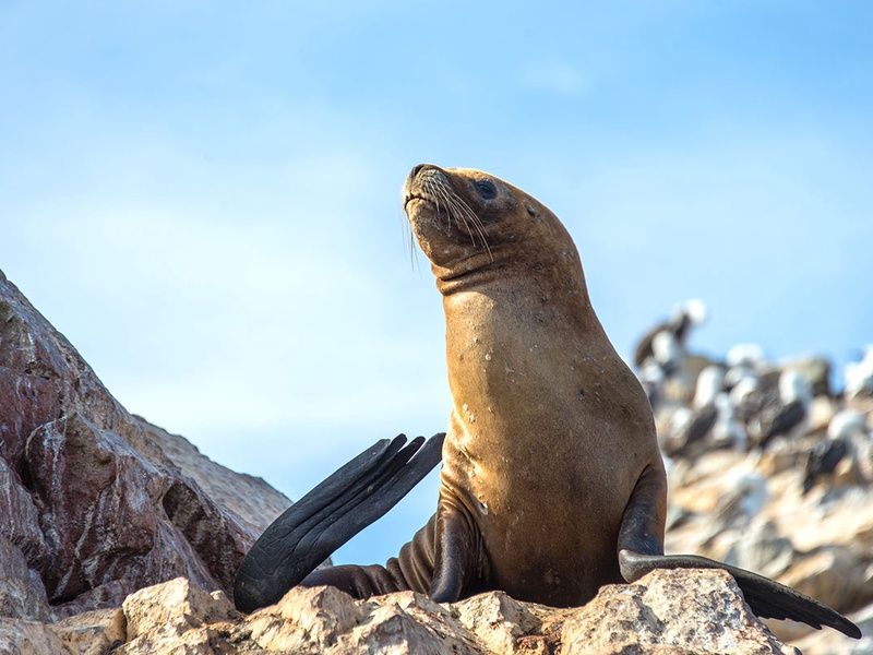 Circuit Pérou andin (Informations passeport obligatoire dès la réservation) pas cher photo 7