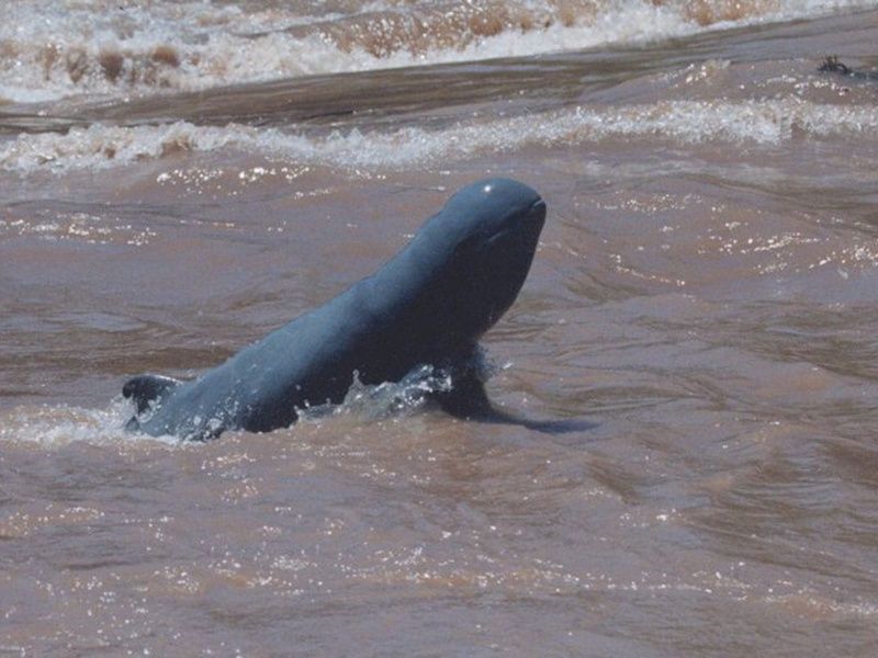 Circuit Cambodge authentique pas cher photo 8