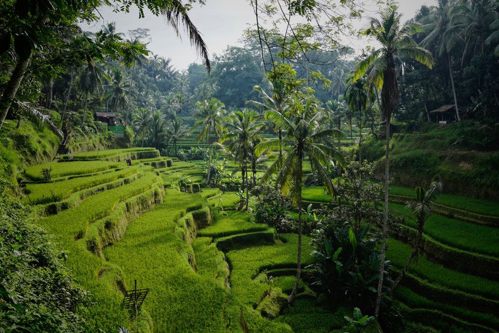 Circuit Découverte de Bali & Java pas cher photo 6