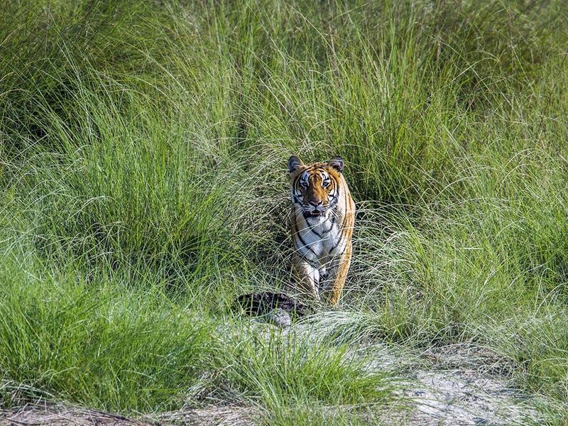Circuit Népal oublié : cités médiévales, Himalaya et jungle du Terraï pas cher photo 9
