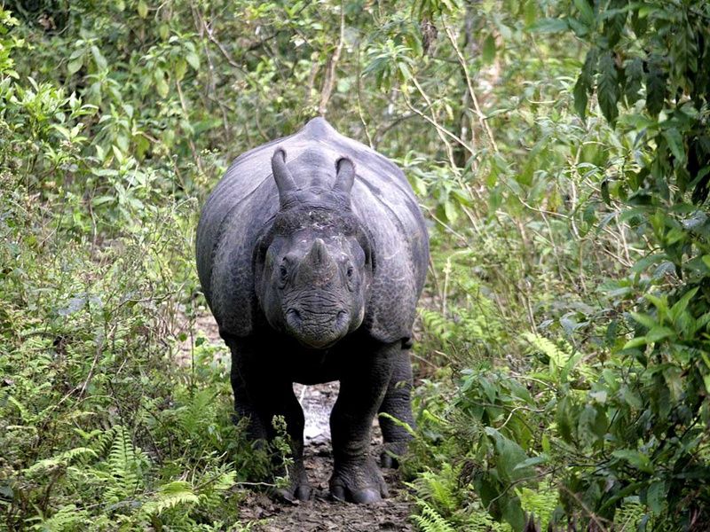 Circuit Népal, Bengale-Occidental, Sikkim et royaume du Bhoutan pas cher photo 8