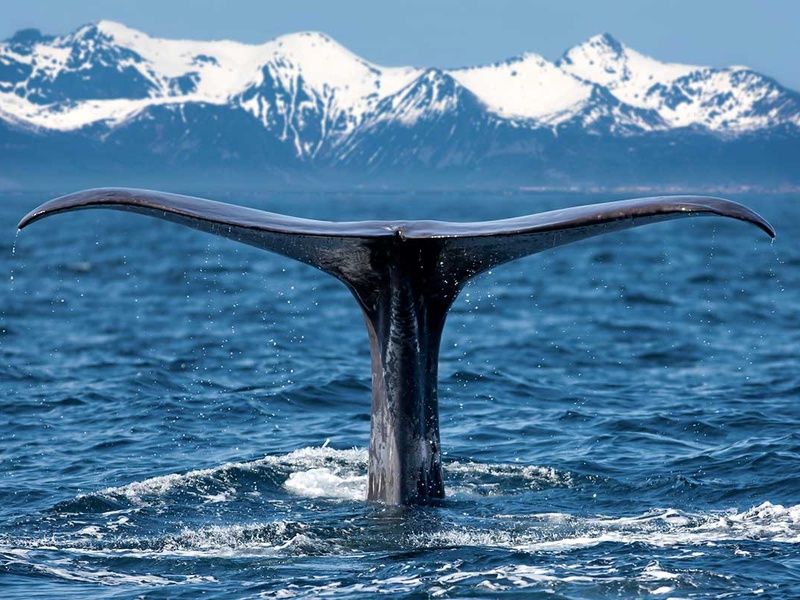 Circuit Îles Lofoten, fjords et baleines pas cher photo 2